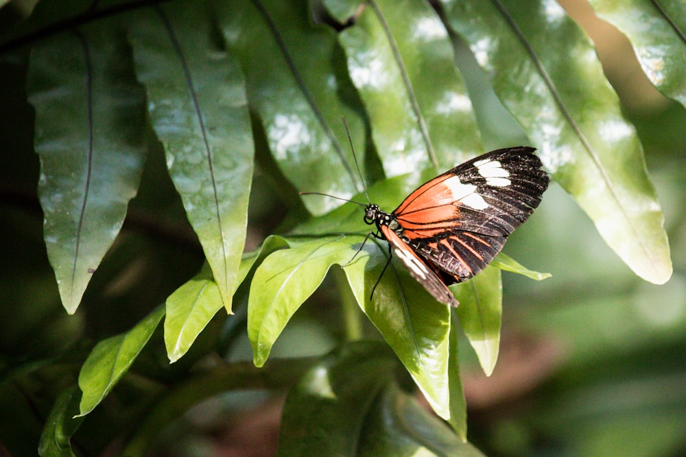 black and white butterfly on green leaf