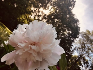 Soft Pink Peony