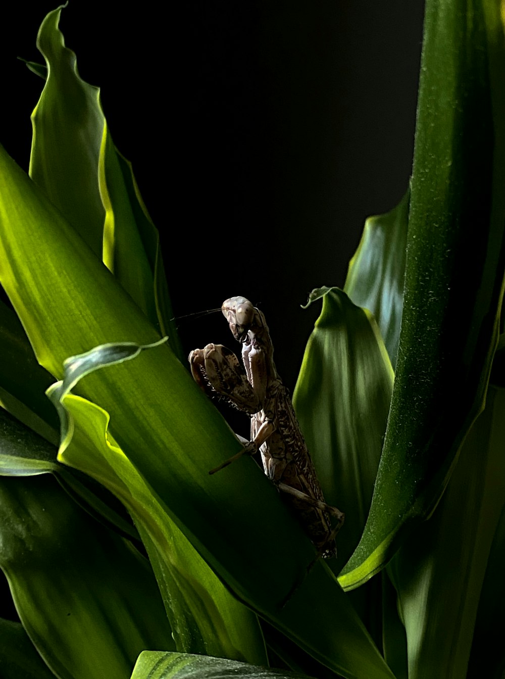 brown praying mantis on green leaf