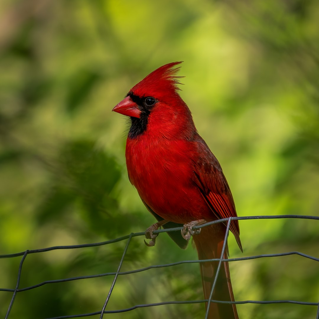 red cardinal perched on brown metal fence during daytime