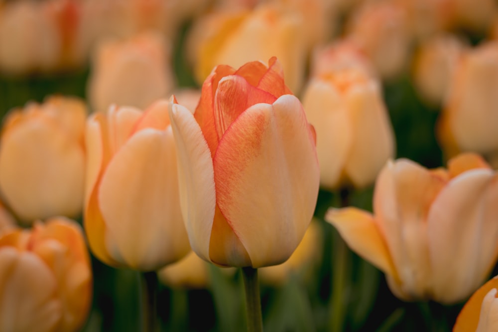 pink and white tulips in bloom during daytime