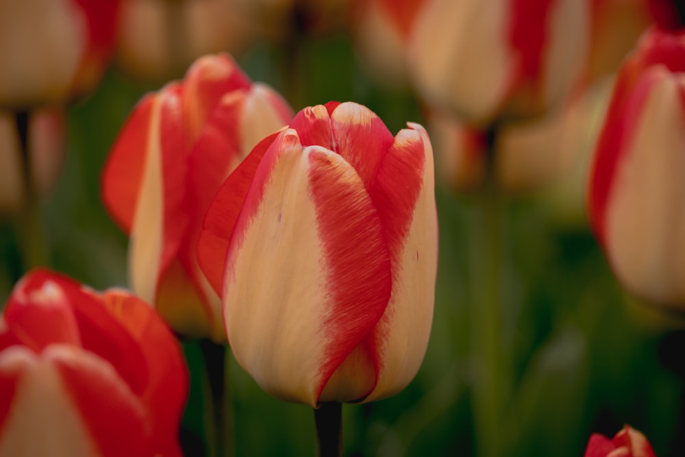 white and red tulip in bloom during daytime
