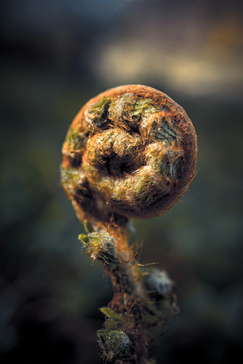 brown and green round fruit