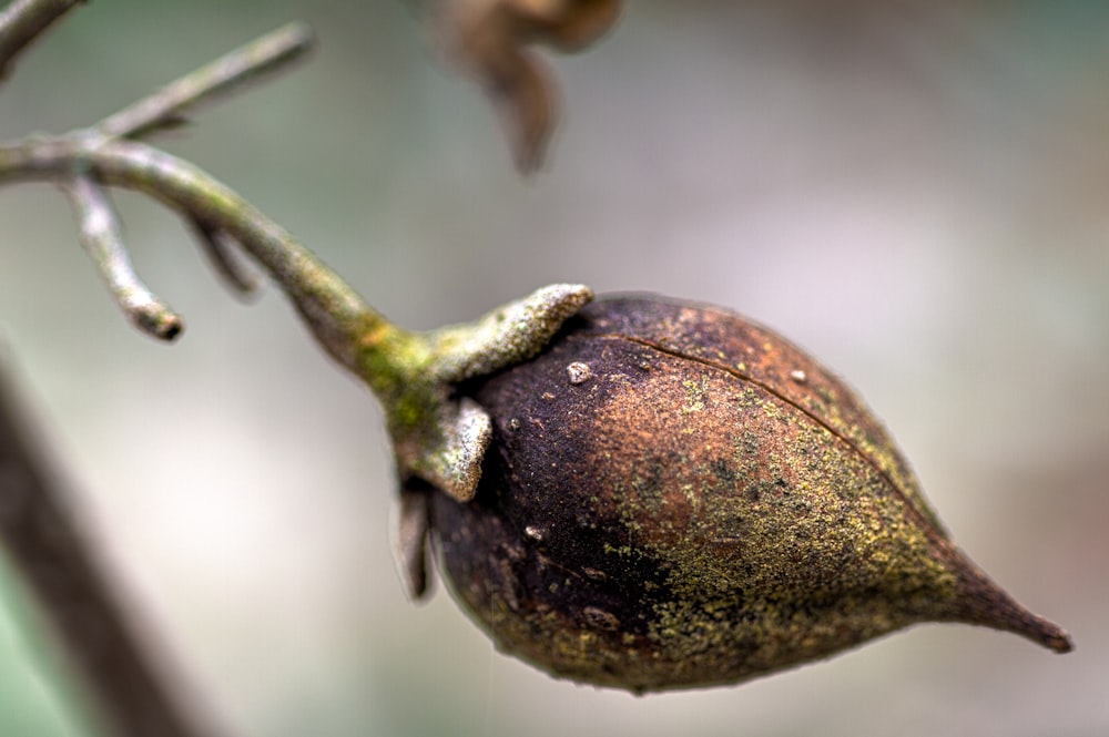 brown and green fruit in close up photography