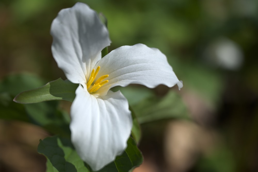 white flower in tilt shift lens