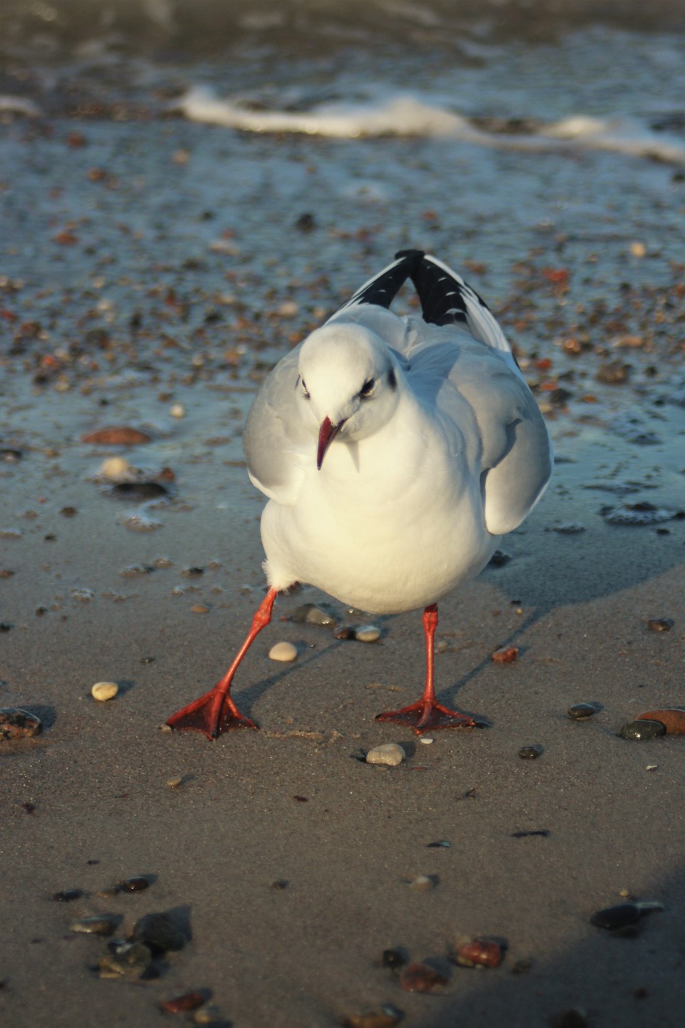 pássaro branco e preto na areia marrom durante o dia