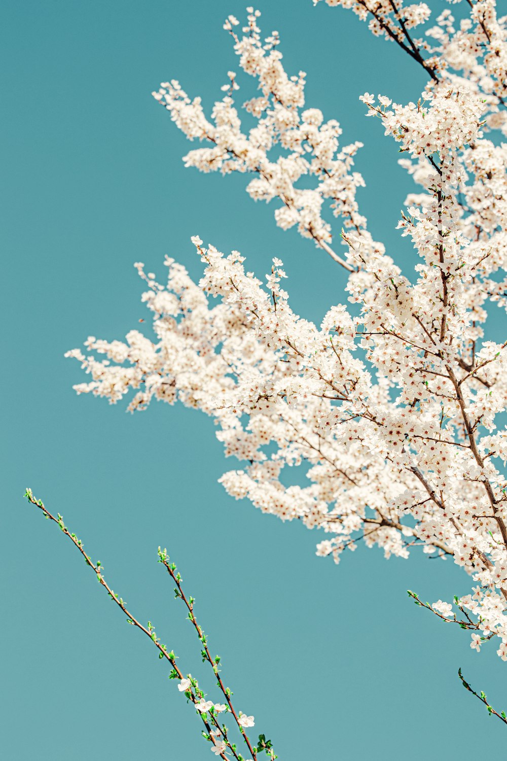 white cherry blossom under blue sky during daytime