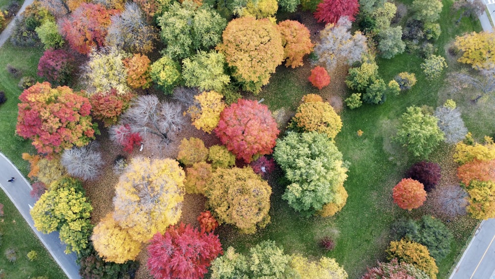 fleurs jaunes et rouges sur l’herbe verte