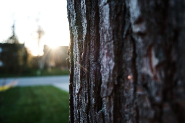 A close-up of thick, textured bark on a centuries-old oak tree bathed in soft morning light.