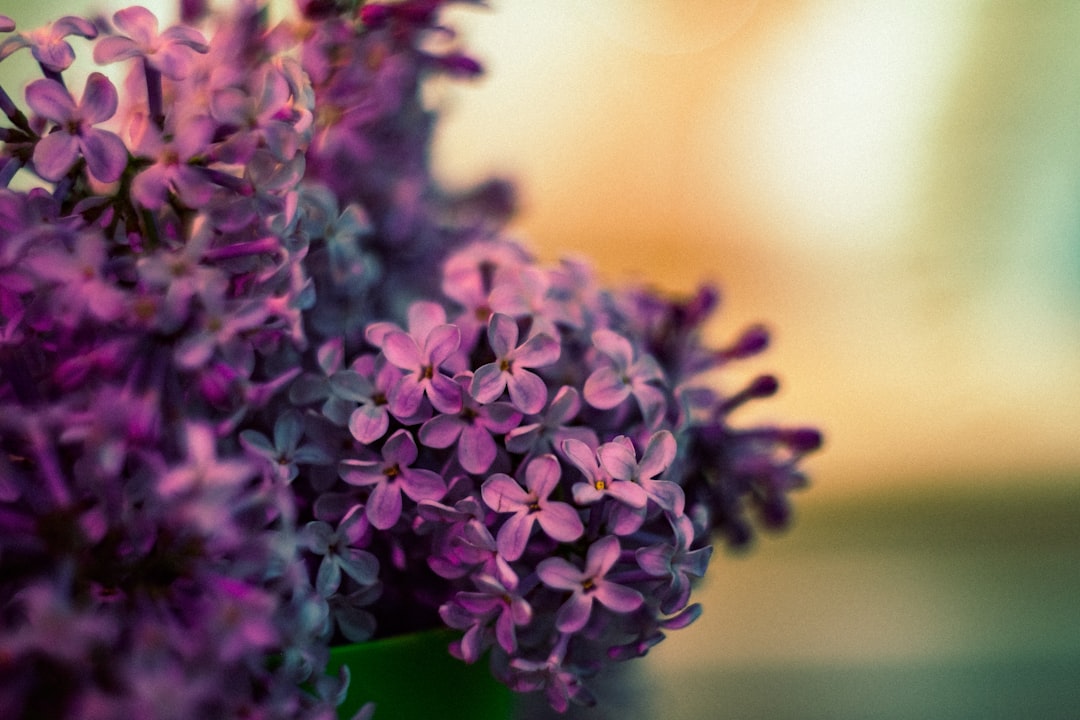 purple flowers in green pot