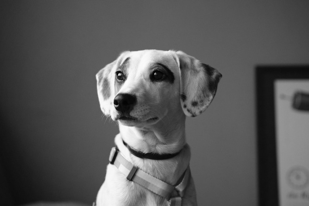 grayscale photo of short coated dog