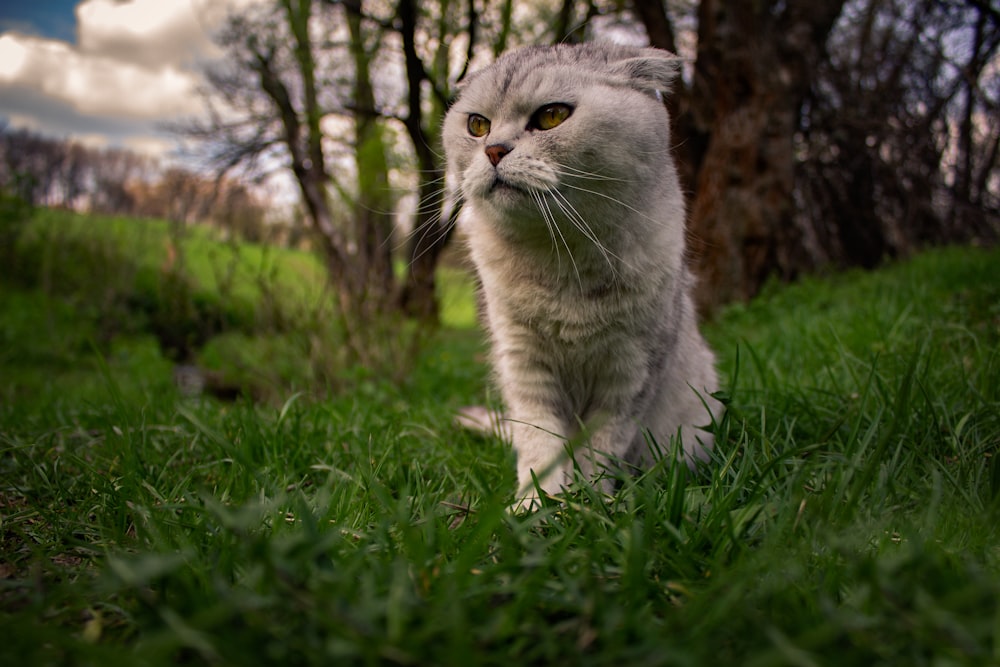 gatto grigio su erba verde durante il giorno
