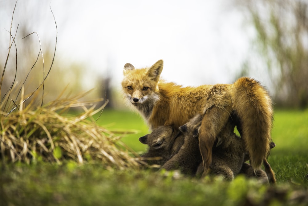 renard brun sur l’herbe brune pendant la journée