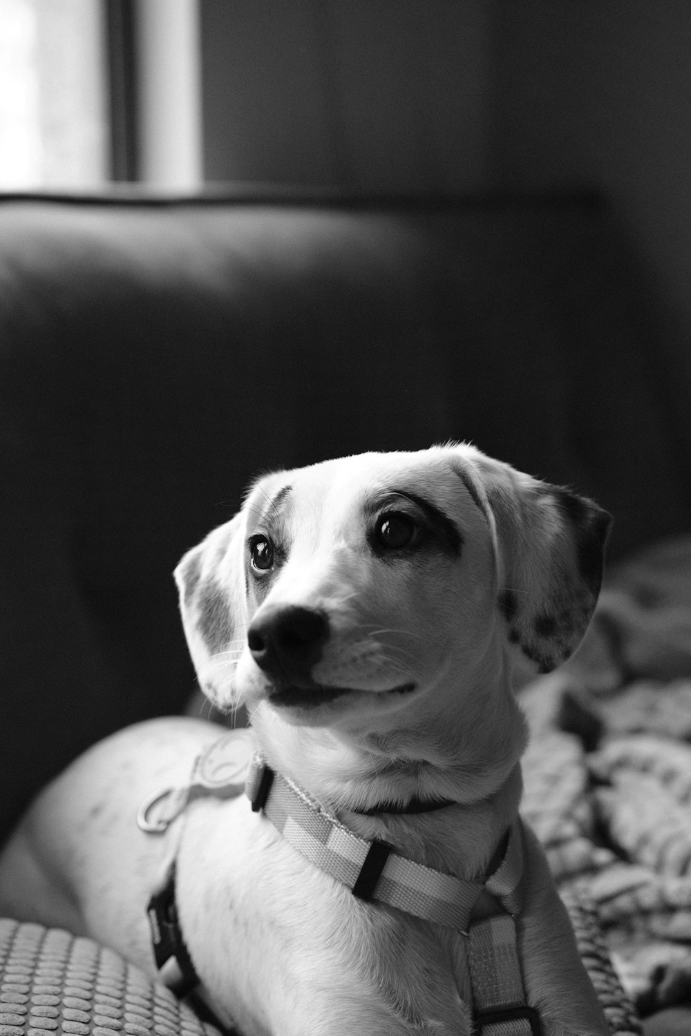 grayscale photo of short coated dog