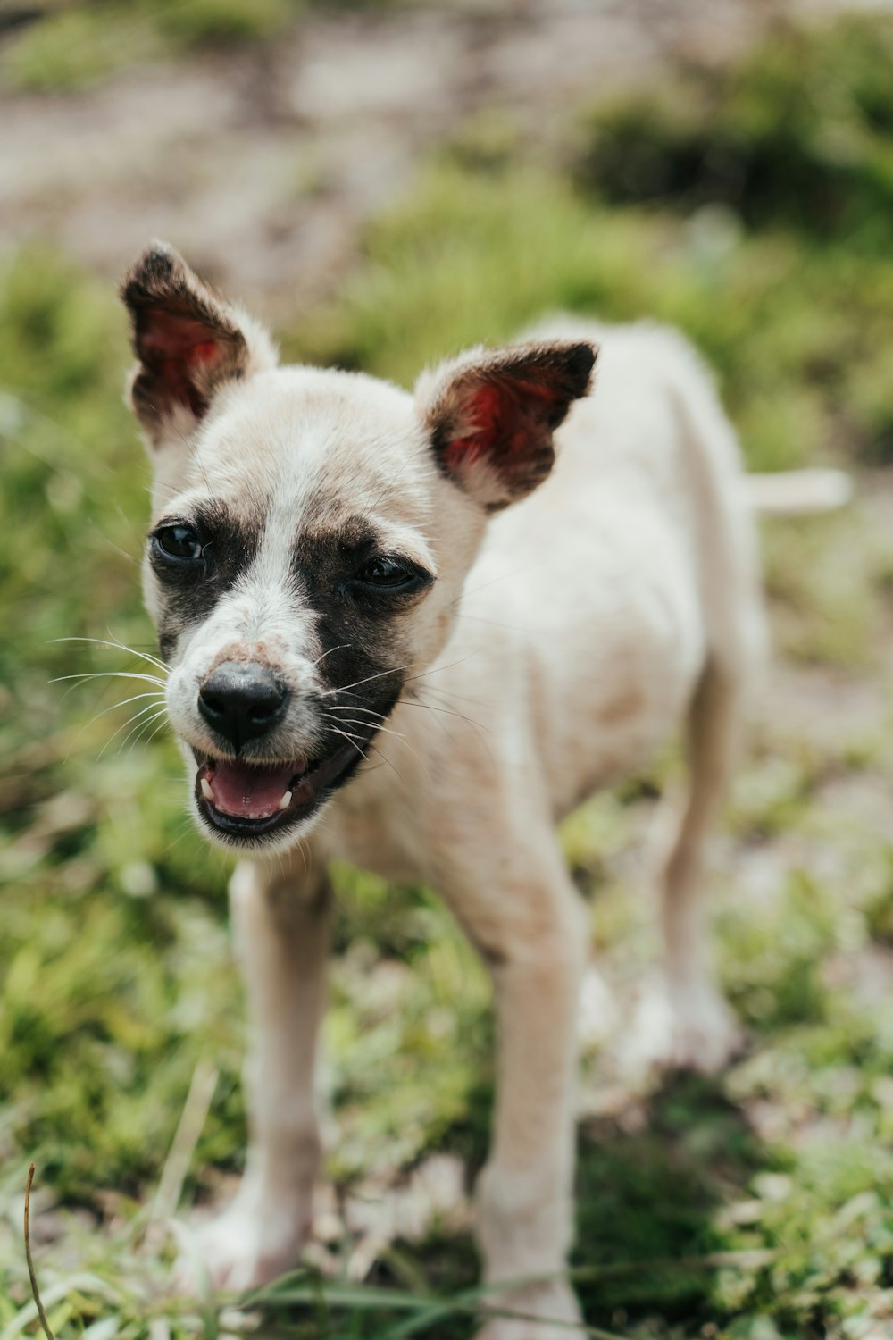 white and black short coated small dog on green grass during daytime