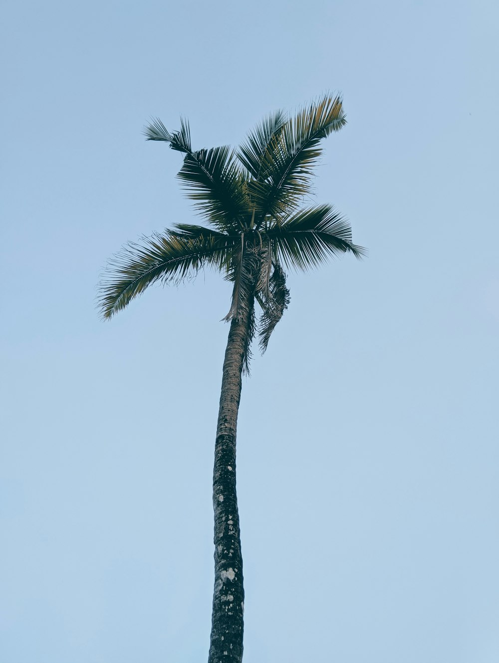 palma verde sotto il cielo bianco