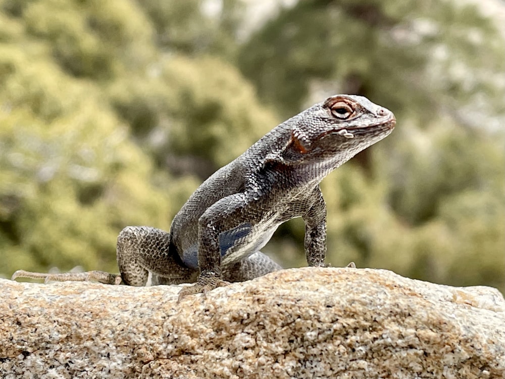 gray and black lizard on brown rock during daytime