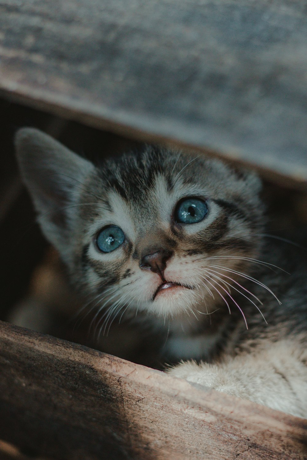 brown tabby kitten on brown wooden fence