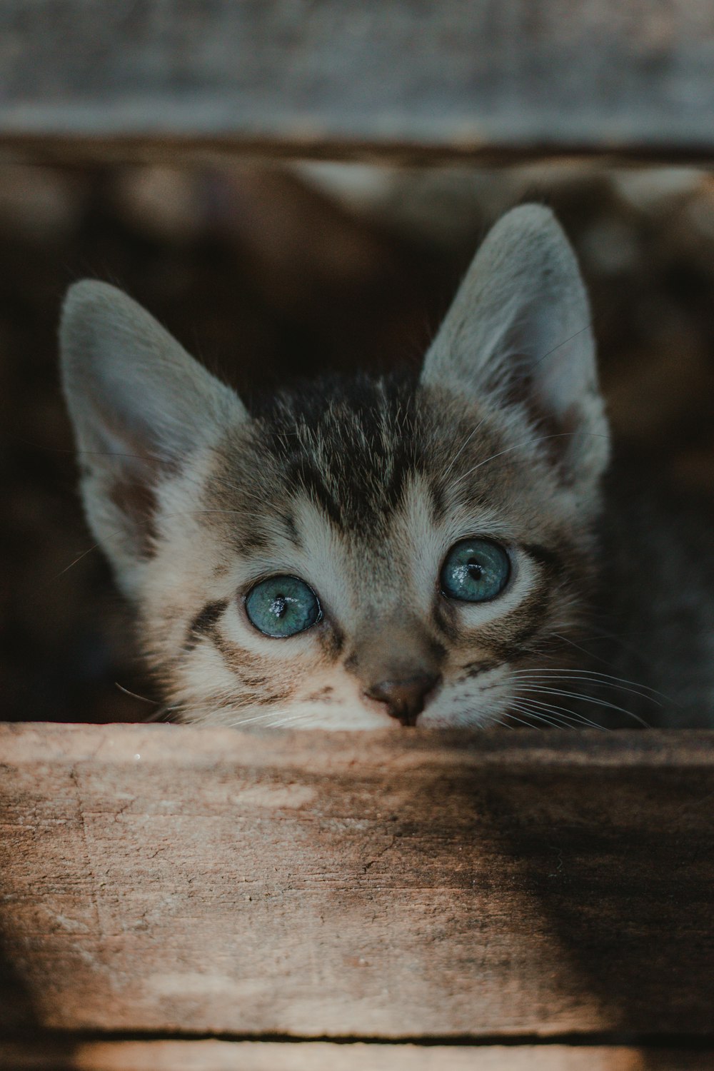 Braunes Tabby-Kätzchen auf brauner Holzoberfläche