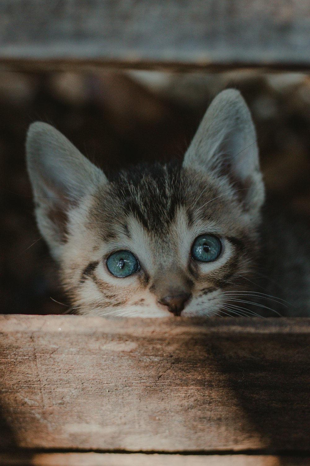 brown tabby kitten on brown wooden surface