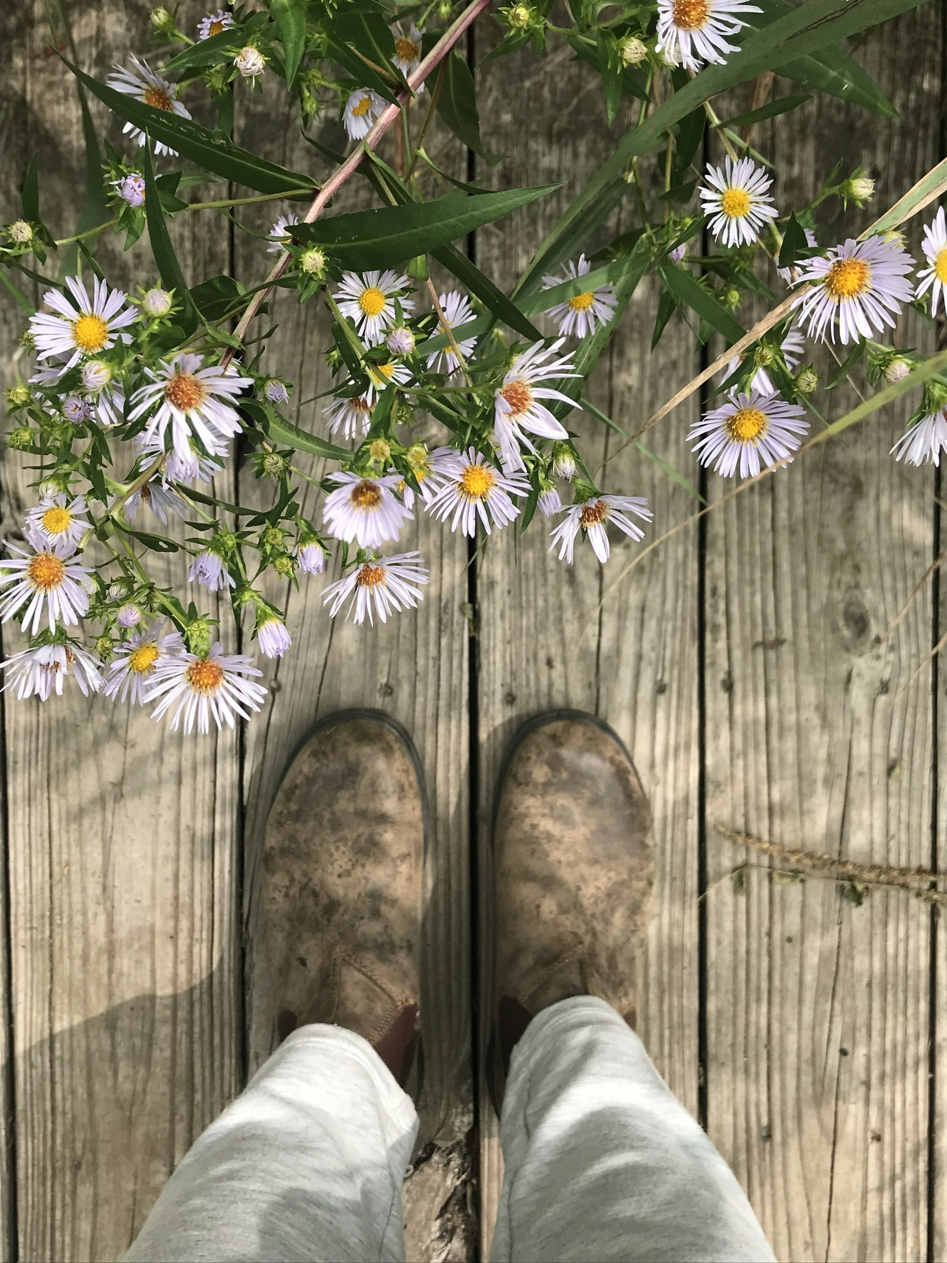 Close-up of worn leather boots resting on a dusty trail surrounded by wildflowers.