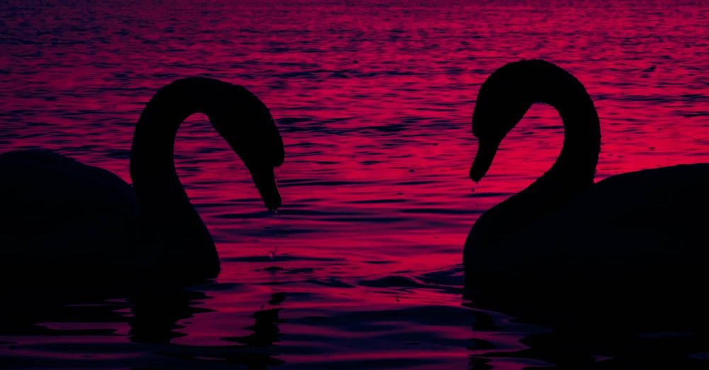 silhouette of two swans on water during daytime