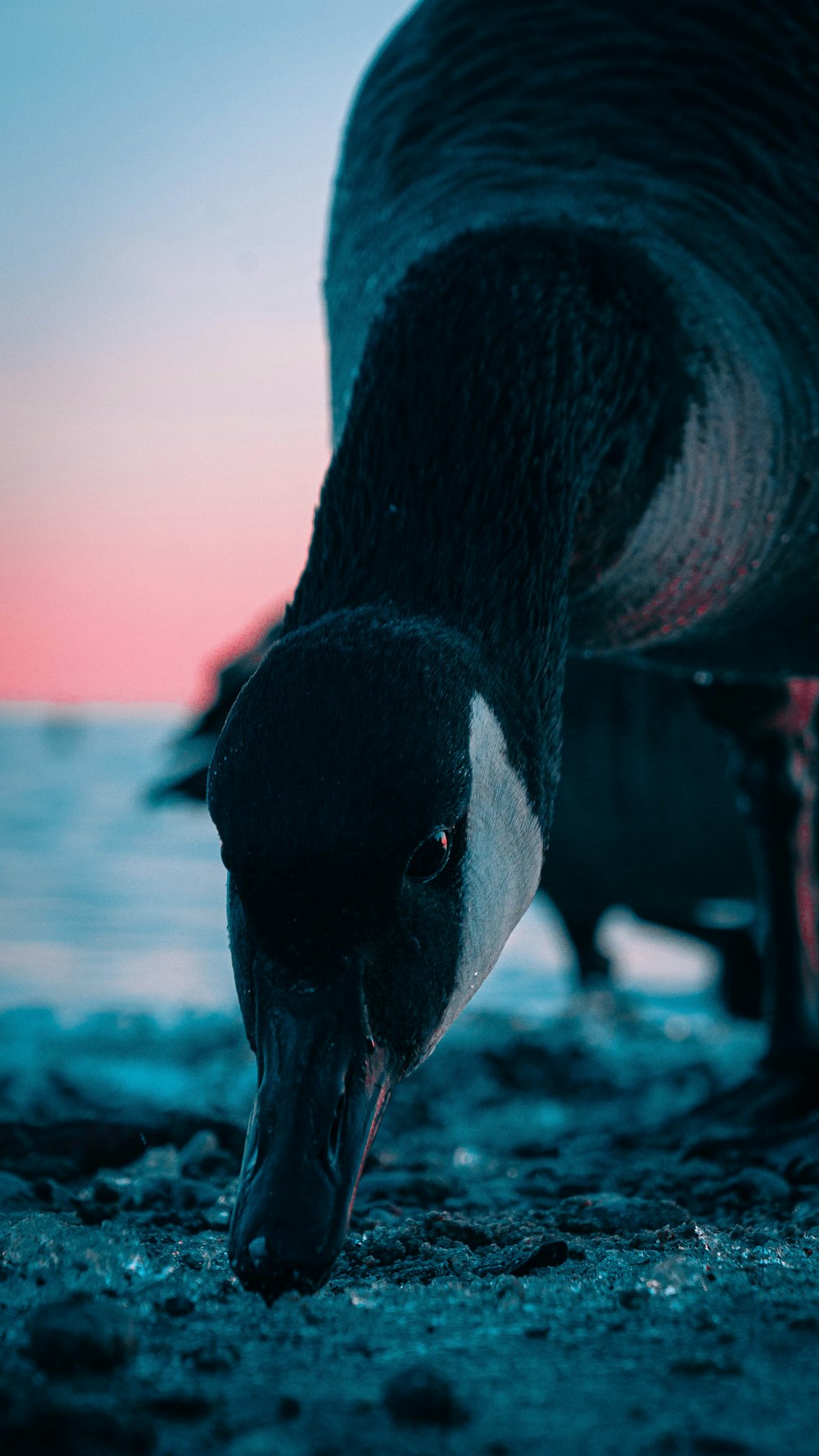 black swan on water during daytime