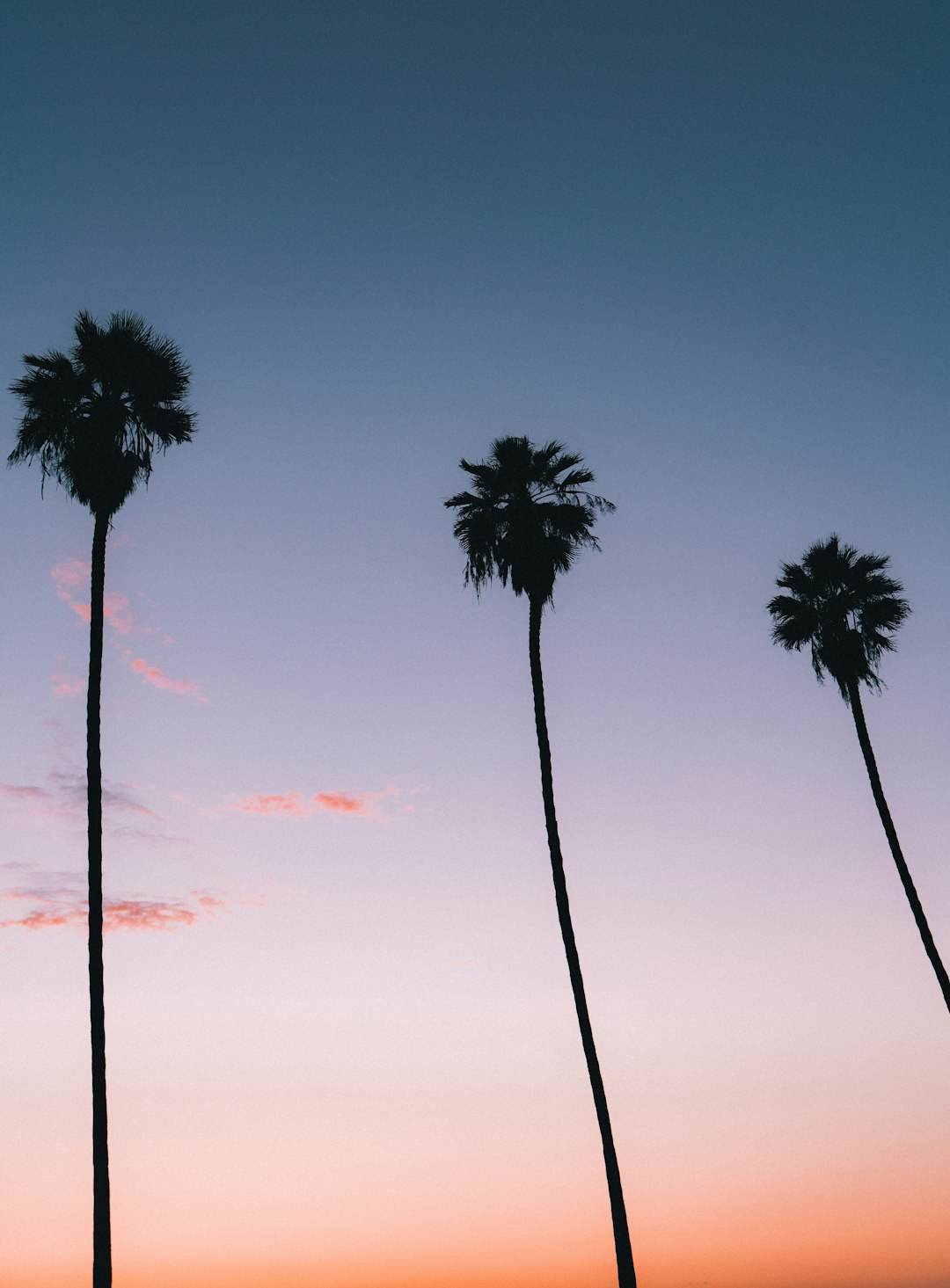 silhouette of palm trees during sunset