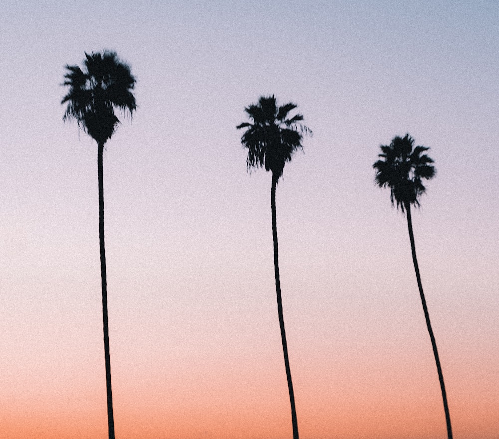 silhouette of palm trees during sunset