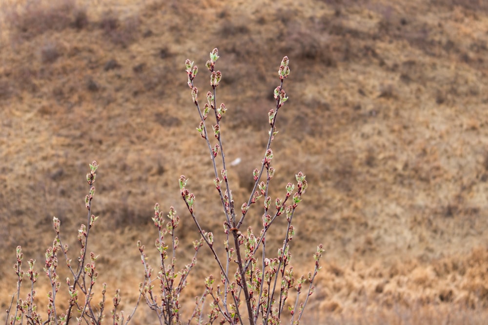 brown plant in close up photography