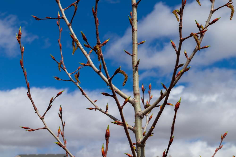 red and black birds on brown tree branch during daytime