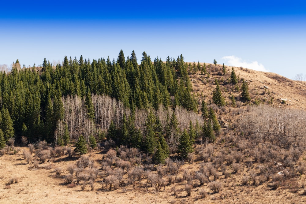 pini verdi su campo marrone sotto cielo blu durante il giorno