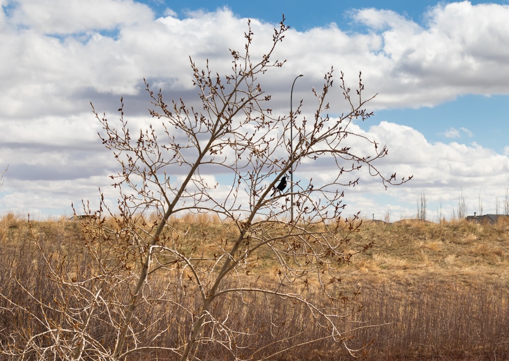 Albero senza foglie marrone sul campo di erba marrone sotto il cielo nuvoloso blu e bianco durante il giorno