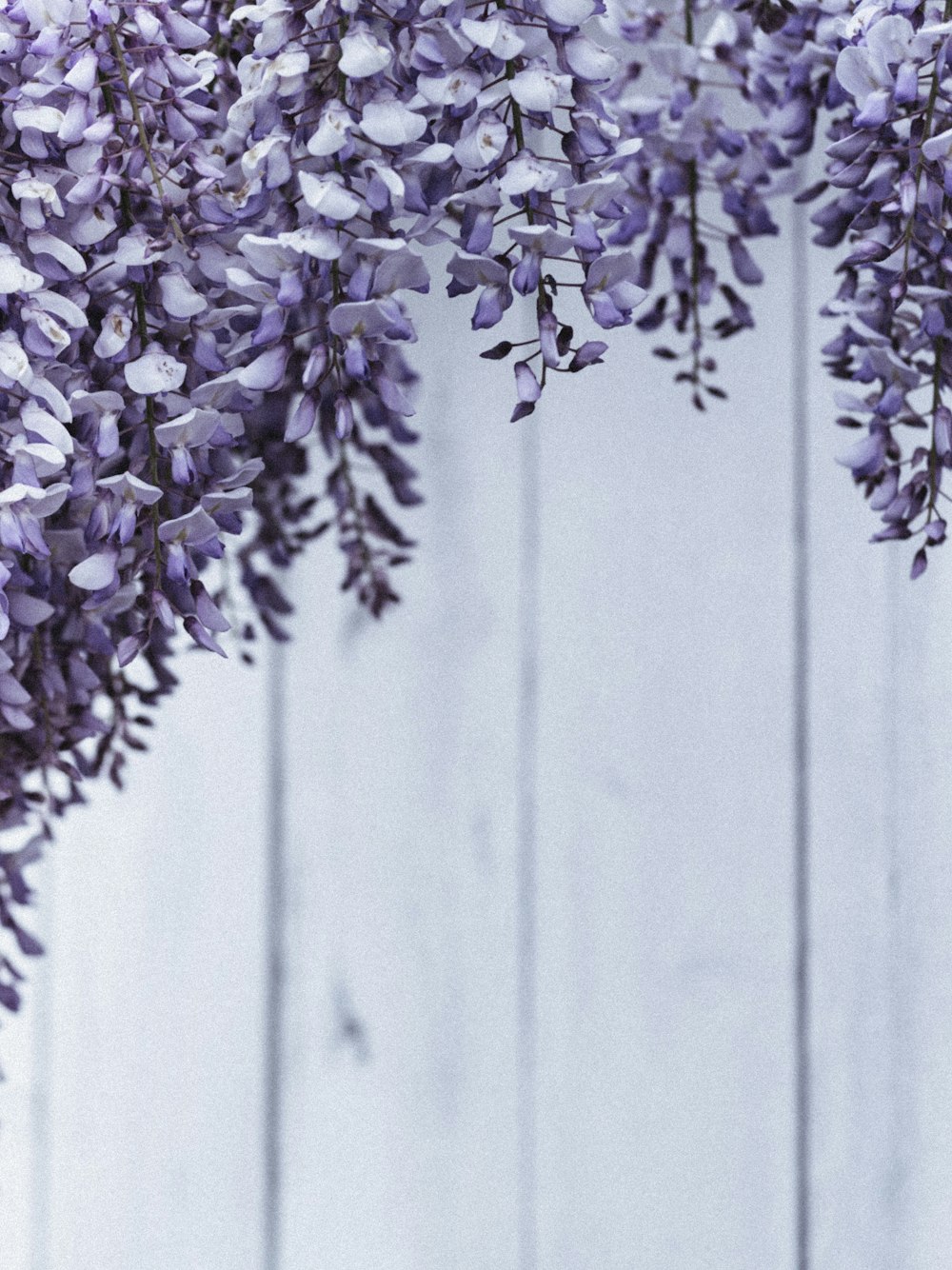 purple and white flowers on gray wooden fence