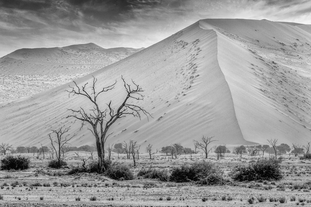 grayscale photo of leafless tree on desert