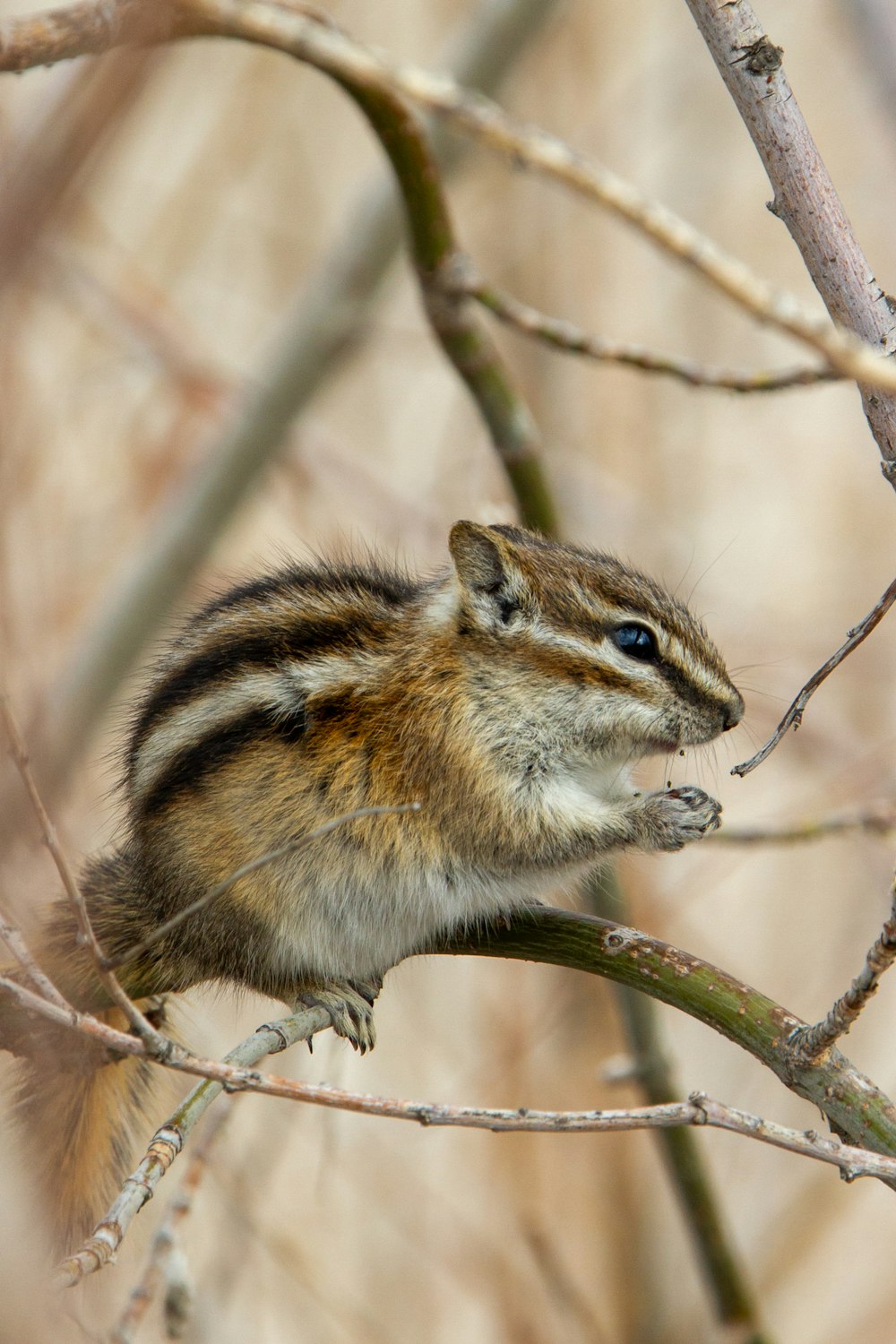 brown and white squirrel on brown tree branch during daytime