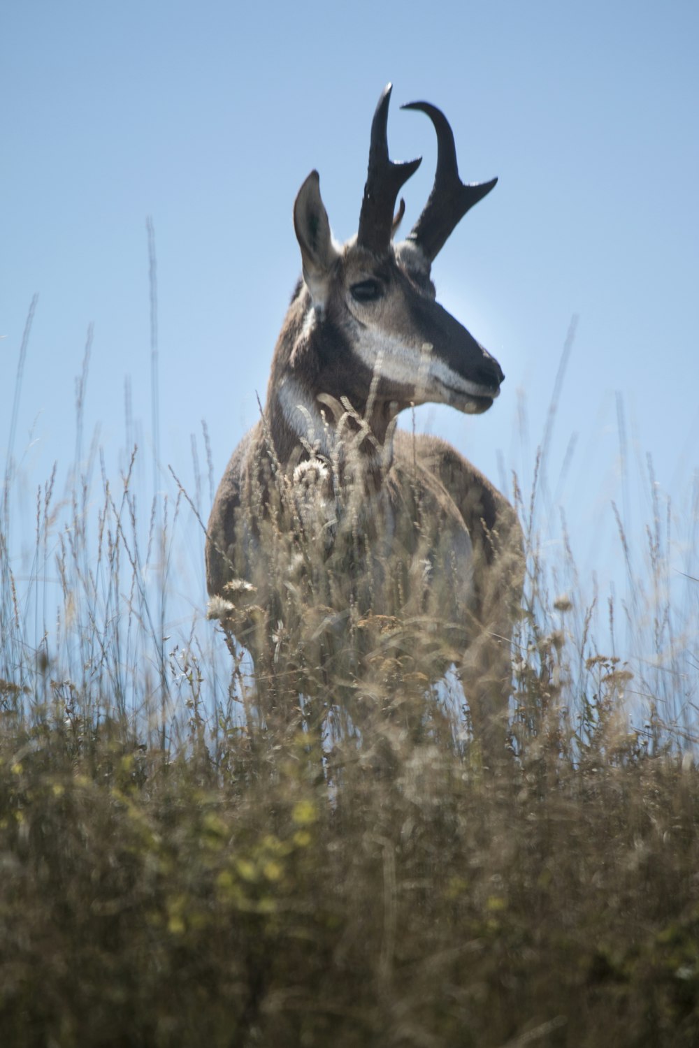 brown deer on green grass during daytime