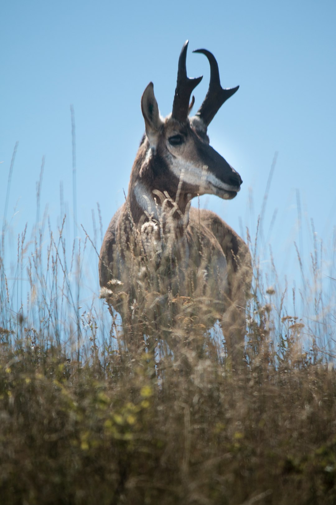 brown deer on green grass during daytime