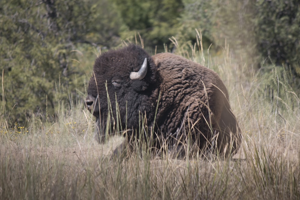 brown bison on green grass field during daytime