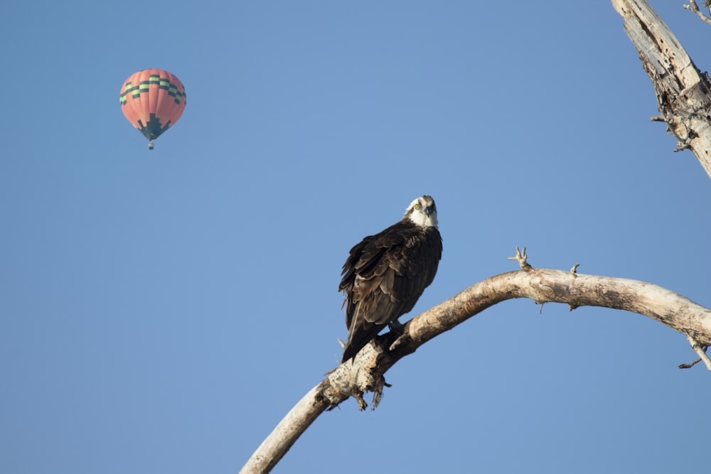 black and white bird on brown tree branch during daytime