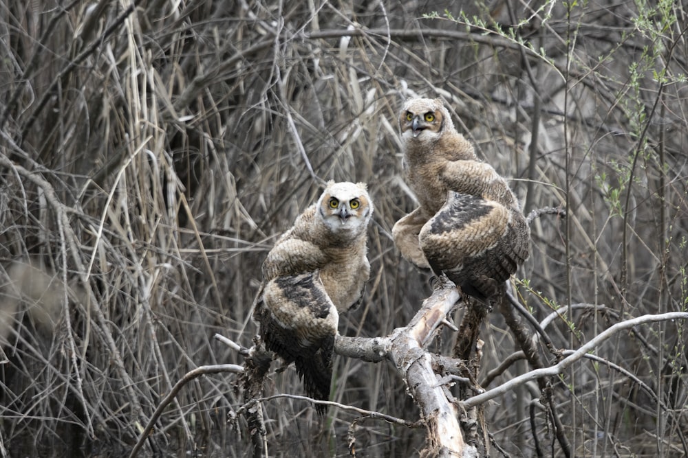 brown owl on brown tree branch during daytime