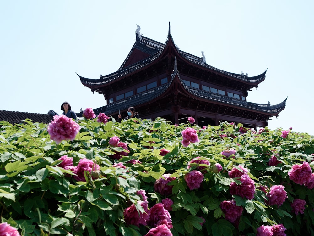 pink and green flower garden