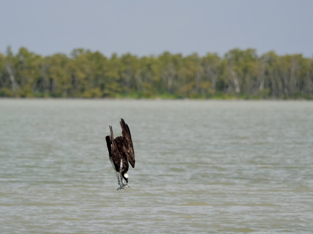 black bird flying over the lake during daytime
