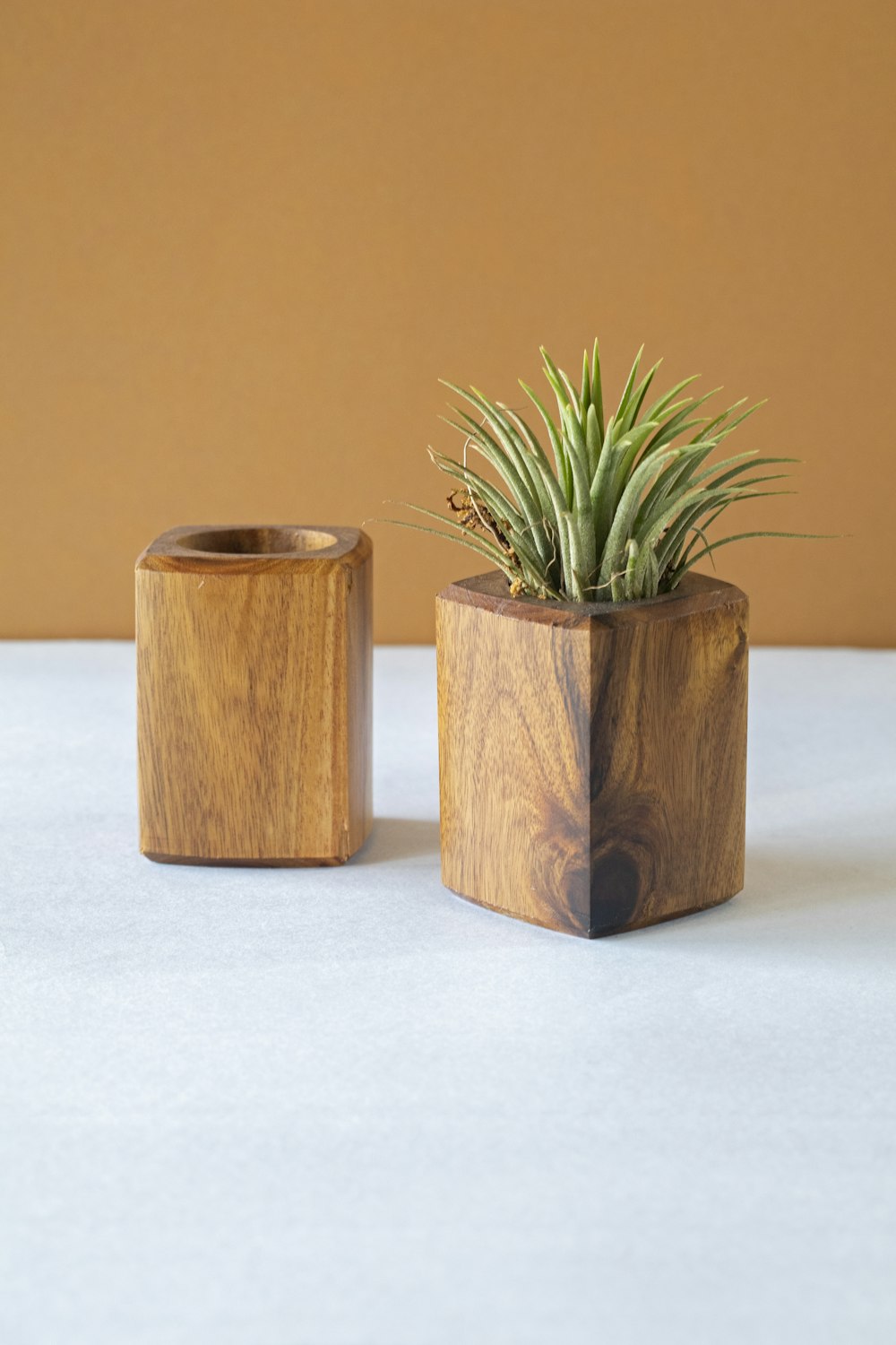 un recipiente de madera con una planta en su interior
