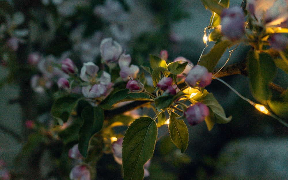 pink and green flower buds in tilt shift lens
