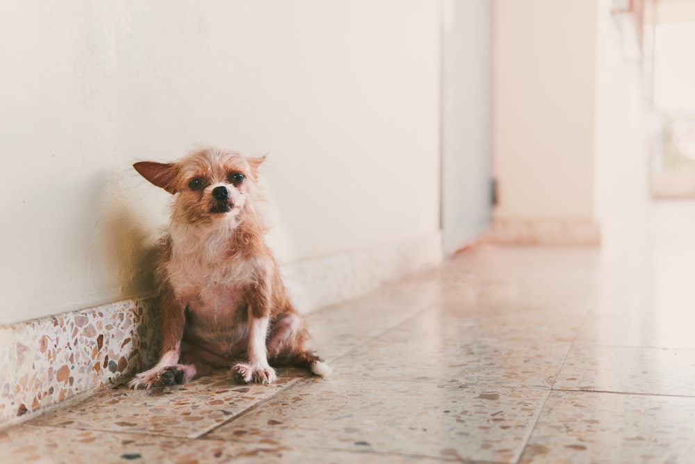 brown and white short coated small dog lying on floor