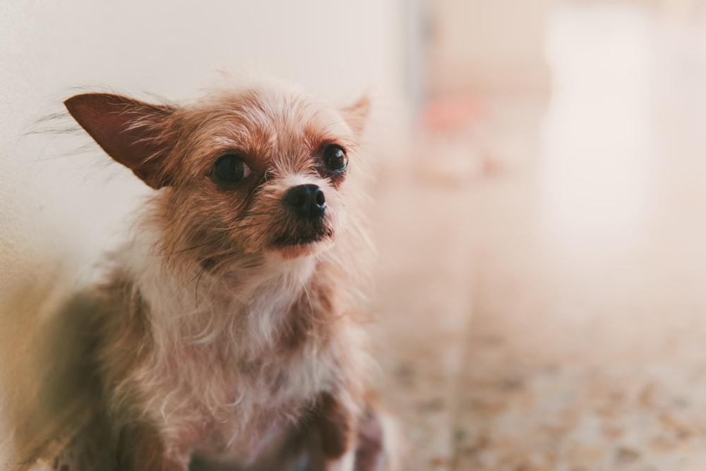 weißes und braunes langes Fell kleiner Hund