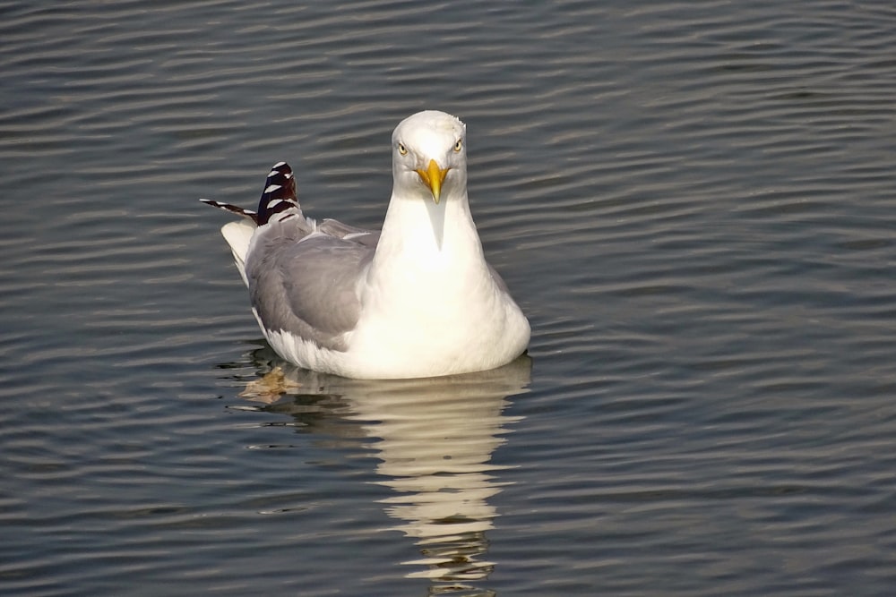 white duck on water during daytime