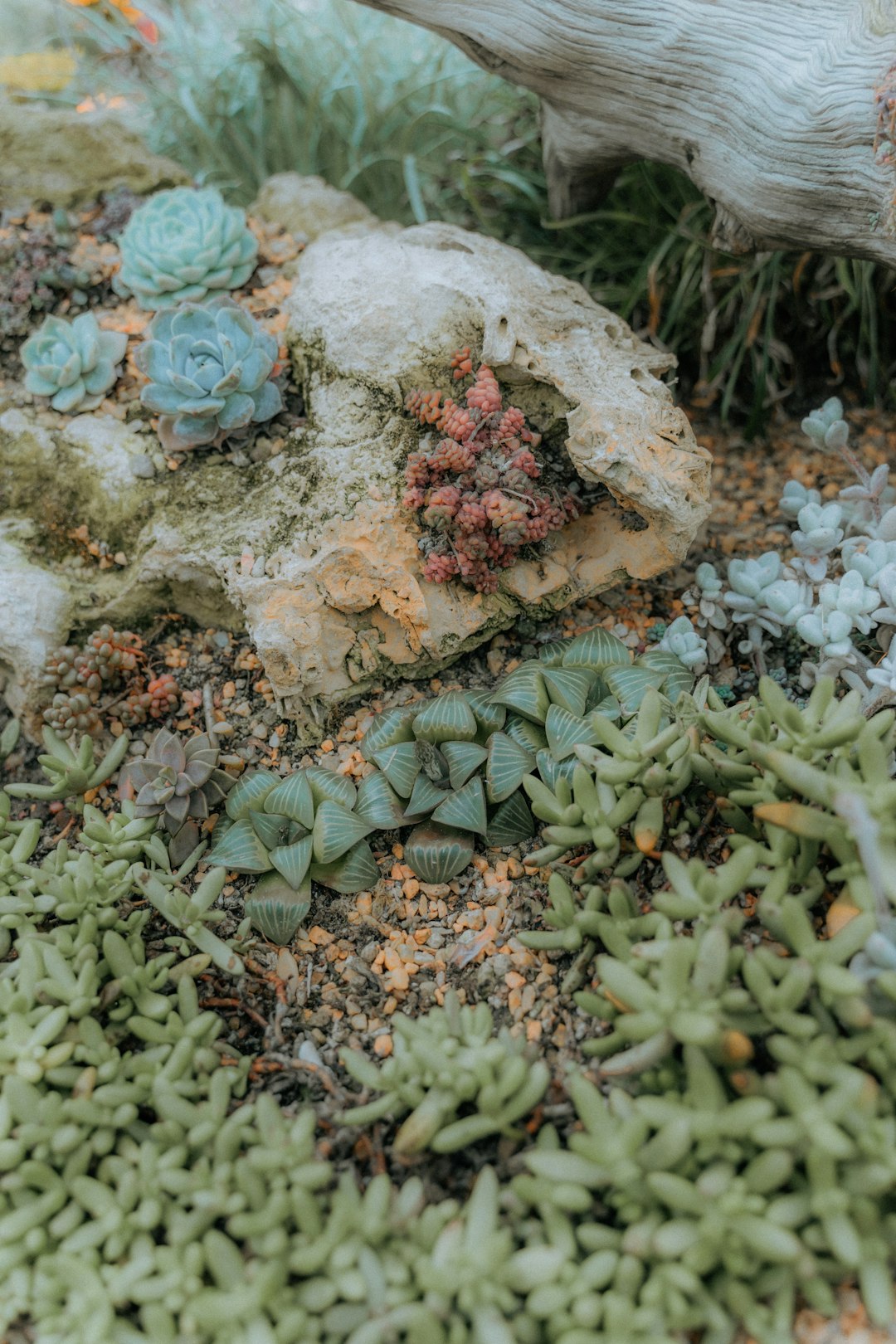 green and pink plant on white and brown stones