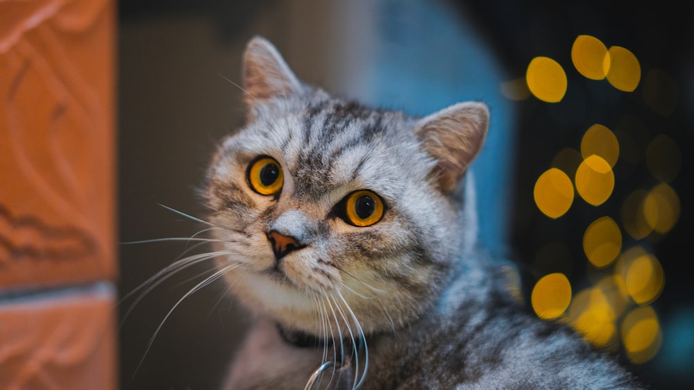 grey and white cat with yellow eyes